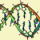 L'armonia del DNA